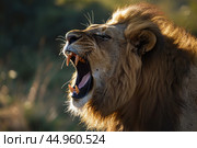 A lion in mid-roar, showcasing the raw power and vocal prowess. Стоковое AI-изображение, AI-художник Veniamin Kraskov / Фотобанк Лори