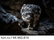 A snow leopard displaying its stealth and predatory instincts in the shadows of a rocky landscape. Стоковое AI-изображение, AI-художник Veniamin Kraskov / Фотобанк Лори
