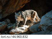 A snow leopard displaying its stealth and predatory instincts in the shadows of a rocky landscape. Стоковое AI-изображение, AI-художник Veniamin Kraskov / Фотобанк Лори