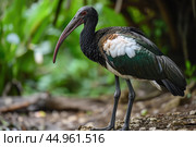 The exquisite details of the Northern Bald Ibis. Стоковое AI-изображение, AI-художник Veniamin Kraskov / Фотобанк Лори