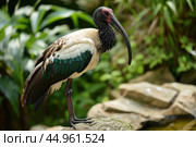 The exquisite details of the Northern Bald Ibis. Стоковое AI-изображение, AI-художник Veniamin Kraskov / Фотобанк Лори