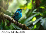 A Spangled Cotinga in its natural habitat, perched on a branch amidst lush tropical foliage. Стоковое AI-изображение, AI-художник Veniamin Kraskov / Фотобанк Лори