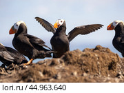 Ипатки на камнях. Командорские острова. Стоковое фото, фотограф Николай Гернет / Фотобанк Лори