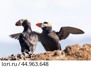 Ипатки на камнях. Командорские острова. Стоковое фото, фотограф Николай Гернет / Фотобанк Лори
