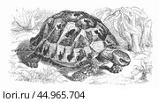Mediterranean turtle, Testudo graeca, illustration from Manual of zoology, Moscow. Russia, 1899. Стоковое фото, фотограф Константин Тимофеев / Фотобанк Лори