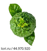 Fresh bergamot fruit with leaf isolated on white background. Стоковое AI-изображение, AI-художник Иван Рябоконь / Фотобанк Лори