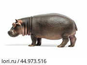 A full-body profile view of a pygmy hippopotamus, standing isolated on a white background. Стоковое AI-изображение, AI-художник Veniamin Kraskov / Фотобанк Лори