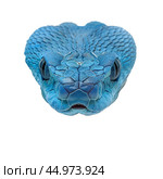 Blue viper snake staring on white background. Стоковое AI-изображение, AI-художник Иван Рябоконь / Фотобанк Лори