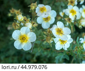 White cinquefoil flowers. Стоковое фото, фотограф Argument / Фотобанк Лори