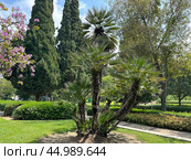European fan palm or the Mediterranean dwarf palm (lat.- Chamaerops humilis) (2024 год). Стоковое фото, фотограф Irina Opachevsky / Фотобанк Лори