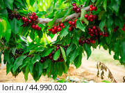 Image of a cherry cluster on a branch. Стоковое фото, фотограф Яков Филимонов / Фотобанк Лори