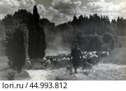 Пастух с овцами на пыльной дороге. Стоковое фото, фотограф Retro / Фотобанк Лори