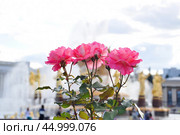 Розы на ВДНХ (Rosa) (2019 год). Редакционное фото, фотограф Алёшина Оксана / Фотобанк Лори