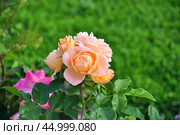 Прекрасная цветущая роза (Rosa) Стоковое фото, фотограф Алёшина Оксана / Фотобанк Лори
