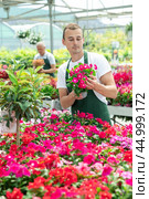 Male gardener working in flower hothouse inspects flower vinca in pots. Стоковое фото, фотограф Яков Филимонов / Фотобанк Лори