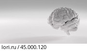 Human brain, brain model on gray background. human intelligence with human brain. brain consists of cerebrum, brainstem and cerebellum. 3d rendering. Стоковое фото, фотограф Павел Муравьев / Фотобанк Лори