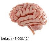 Human brain Anatomical Model, medical concept. brain consists of cerebrum, brainstem and cerebellum. 3d illustration. Стоковое фото, фотограф Павел Муравьев / Фотобанк Лори