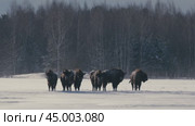 European Bison Herd Battling Snowstorm in Belarusian Winter Landscape. Стоковое видео, видеограф Dzmitry Astapkovich / Фотобанк Лори