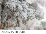 Еловая ветка покрытая инеем. Зимний фрагментарный пейзаж. Стоковое фото, фотограф Василий Мальцев / Фотобанк Лори