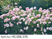 Розы распустившиеся (Rosa) Стоковое фото, фотограф Алёшина Оксана / Фотобанк Лори
