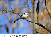 Длиннохвостая синица (Aegithalos caudatus) Стоковое фото, фотограф Платон Балько / Фотобанк Лори
