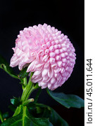 Close up view on a pink spherical Chrysanthemum flower on a black background (vertical image orientation) Стоковое фото, фотограф Михаил Строгалев / Фотобанк Лори