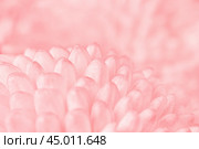 Close up view on a bouquet of the soft coral  Chrysanthemum flowers as background (shallow depth of field) Стоковое фото, фотограф Михаил Строгалев / Фотобанк Лори