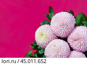 Close up view on a bouquet of the pink Chrysanthemum flowers on a purple background. Стоковое фото, фотограф Михаил Строгалев / Фотобанк Лори
