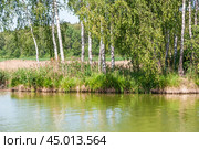 Фрагмент острова с березами (2019 год). Стоковое фото, фотограф Алёшина Оксана / Фотобанк Лори