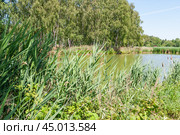 Тростник обыкновенный (Phragmites australis) на берегу реки (2019 год). Стоковое фото, фотограф Алёшина Оксана / Фотобанк Лори