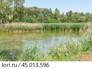 Река заросшая тростником обыкновенным (Phragmites australis) вперемешку с прошлогодним (2019 год). Стоковое фото, фотограф Алёшина Оксана / Фотобанк Лори
