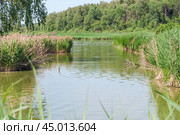 Тростник обыкновенный (Phragmites australis) (2019 год). Стоковое фото, фотограф Алёшина Оксана / Фотобанк Лори