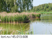 Тростник обыкновенный, или южный (Phragmites australis, или Phragmites communis) вперемешку с прошлогодним. Стоковое фото, фотограф Алёшина Оксана / Фотобанк Лори