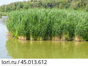 Тростник обыкновенный (Phragmites australis) (2019 год). Стоковое фото, фотограф Алёшина Оксана / Фотобанк Лори