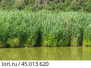 Тростник обыкновенный (Phragmites australis) Стоковое фото, фотограф Алёшина Оксана / Фотобанк Лори
