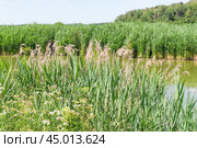 Молодой тростник обыкновенный, или южный (Phragmites australis, или Phragmites communis) вперемешку  с прошлогодним и луговыми растениями. Стоковое фото, фотограф Алёшина Оксана / Фотобанк Лори