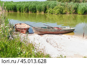 Лодки в зарослях тростника обыкновенного (Phragmites australis) на берегу реки (2019 год). Стоковое фото, фотограф Алёшина Оксана / Фотобанк Лори