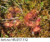 Plant sundew closeup. Стоковое фото, фотограф Argument / Фотобанк Лори