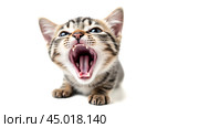Striped kitten yawning or meowing loudly, close-up view, detailed fur texture, isolated on white background, expressive feline face with sharp teeth visible. Стоковое AI-изображение, AI-художник Павел Муравьев / Фотобанк Лори