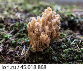 Гриб Клавикорона коробчатая (artomyces pyxidatus) в осеннем лесу, крупным планом. Стоковое фото, фотограф Наталья Волкова / Фотобанк Лори