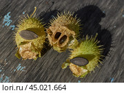 Dry echinocystis fruits with open shells and seeds on a wooden surface. Echinocystis (Latin Echinocystis) is a monotypic genus of annual herbaceous plants of the Pumpkin family. Стоковое фото, фотограф Андрей Жигальцов / Фотобанк Лори
