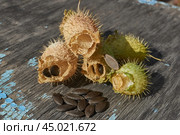 Dry echinocystis fruits with open shells and seeds on a wooden surface. Echinocystis (Latin Echinocystis) is a monotypic genus of annual herbaceous plants of the Pumpkin family. Стоковое фото, фотограф Андрей Жигальцов / Фотобанк Лори