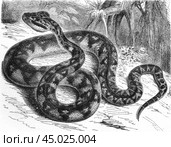 The bushmaster, or surukuku. Lachesis muta, old vintage illustration, 1897. Стоковое фото, фотограф Константин Тимофеев / Фотобанк Лори