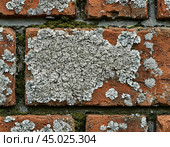 Efflorescence is a whitish trace on the surface of brickwork, represented by a mixture of chemical compounds of salts. Mold on a wet wall, lichens, moss. Стоковое AI-изображение, AI-художник Сергей Елизарьев / Фотобанк Лори