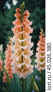 Clusters of stunning sword lilies display their vibrant pink, peach and cream petals, attracting pollinators in a peaceful garden setting during the soft light of dawn. Generative AI. Стоковое AI-изображение, AI-художник Юлия Петровская / Фотобанк Лори