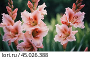 Clusters of stunning sword lilies display their vibrant pink, peach and cream petals, attracting pollinators in a peaceful garden setting during the soft light of dawn. Generative AI. Стоковое AI-изображение, AI-художник Юлия Петровская / Фотобанк Лори