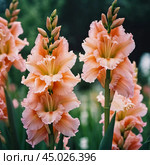 Clusters of stunning sword lilies display their vibrant pink, peach and cream petals, attracting pollinators in a peaceful garden setting during the soft light of dawn. Generative AI. Стоковое AI-изображение, AI-художник Юлия Петровская / Фотобанк Лори