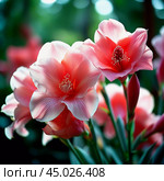 Clusters of stunning sword lilies display their vibrant pink, peach and cream petals, attracting pollinators in a peaceful garden setting during the soft light of dawn. Generative AI. Стоковое AI-изображение, AI-художник Юлия Петровская / Фотобанк Лори