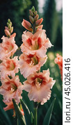 Clusters of stunning sword lilies display their vibrant pink, peach and cream petals, attracting pollinators in a peaceful garden setting during the soft light of dawn. Generative AI. Стоковое AI-изображение, AI-художник Юлия Петровская / Фотобанк Лори
