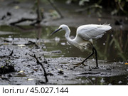 Little egret walking on muddy ground and searching for food. Стоковое AI-изображение, AI-художник Иван Рябоконь / Фотобанк Лори